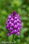 Pyramiden Orchis