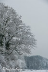 Schnee Mooswald